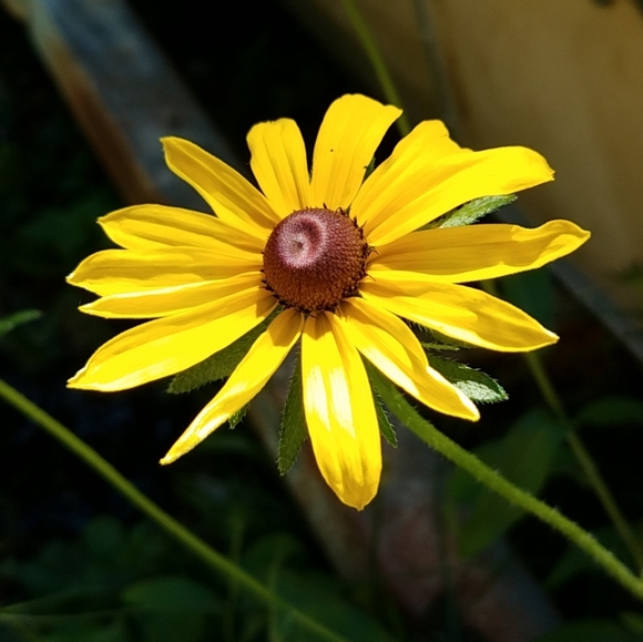 Meet your Posher, Emma - Picture 3 of 3